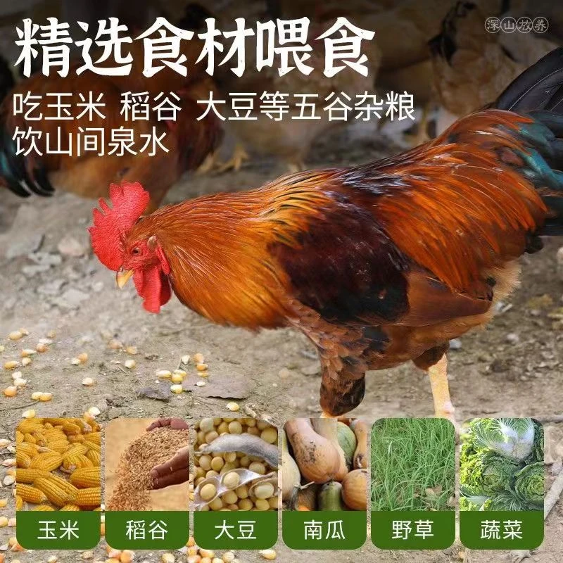【许大可专属】林地散养鸡大公鸡溜达鸡净膛4斤以上/只装