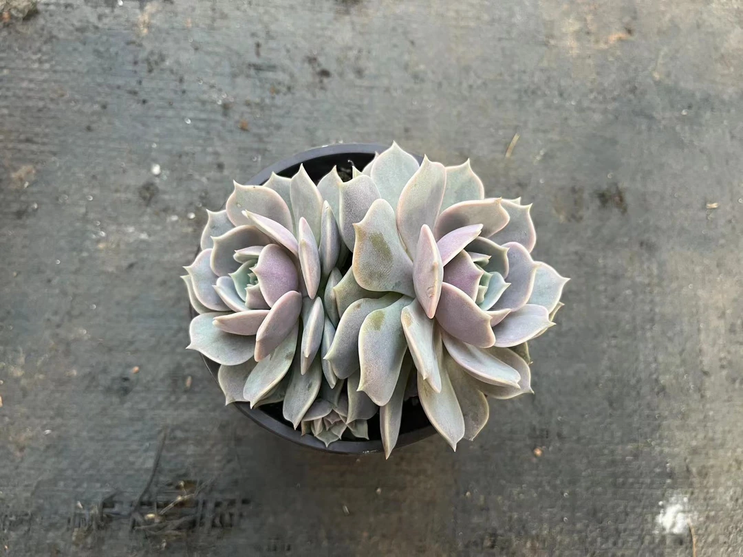 露娜莲多肉植物，满9.9包邮，云南军哥基地发货，新手，好养护，耐旱