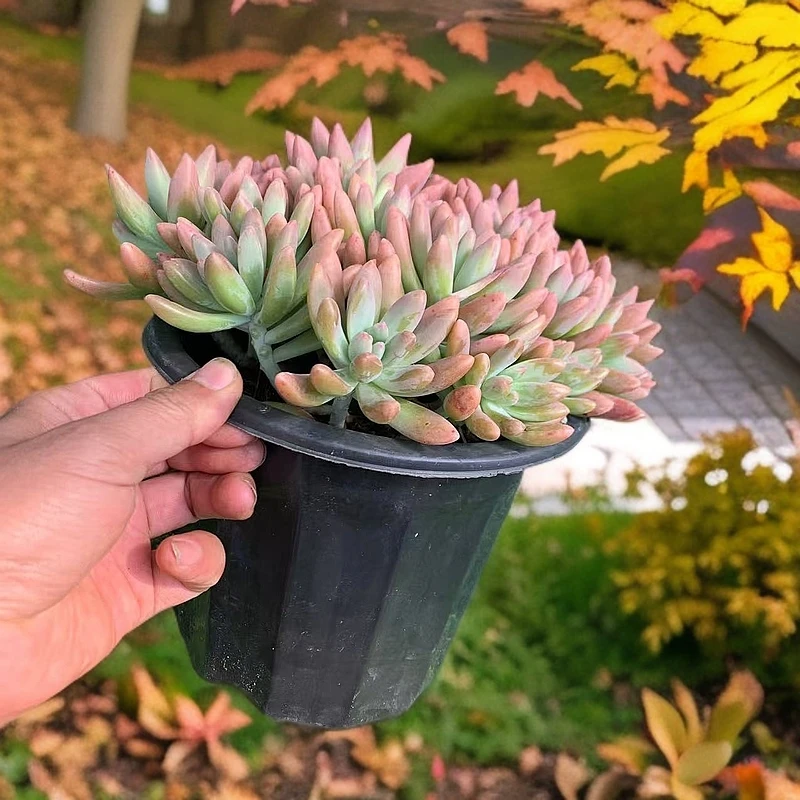 整装秋丽 军哥精品多肉植物满9.9包邮多肉基地发货新手好养护耐旱