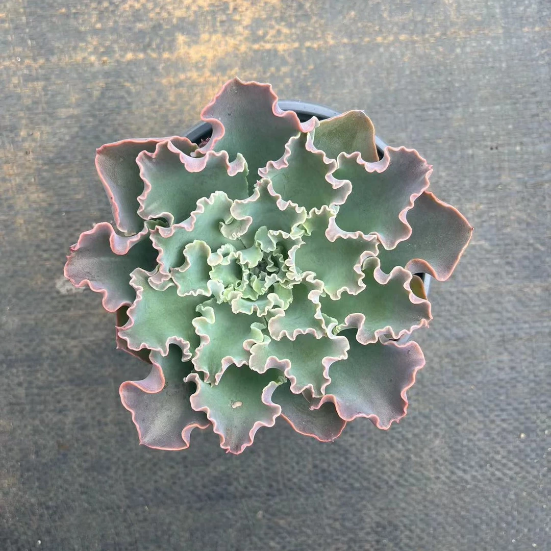 蓝狐多肉植物，满9.9包邮，云南军哥多肉基地发货，好养护，耐旱