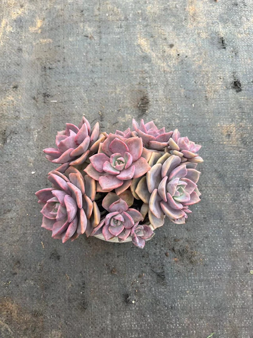 彩虹糖多肉植物，满9.9包邮，云南军哥多肉基地发货，好养护，耐旱