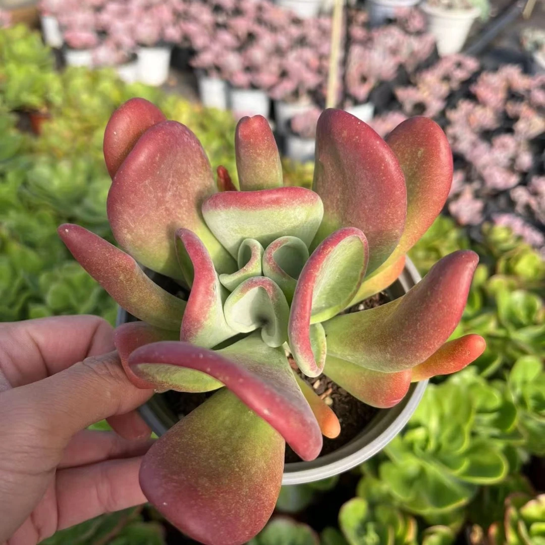 火狐狸多肉植物，满9.9包邮，云南军哥基地发货，新手，好养护，耐旱