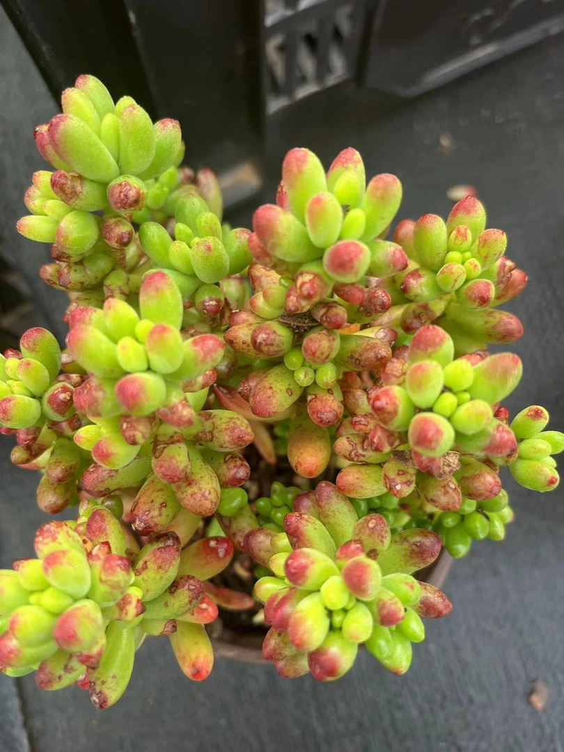 虹之玉多肉植物，满9.9包邮，云南军哥多肉基地发货，好养护，耐旱