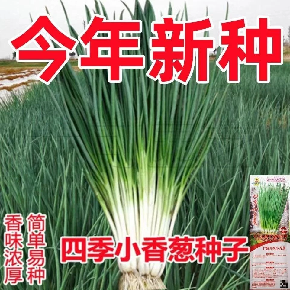 四季小香葱种子阳台室内盆栽小葱香葱种籽