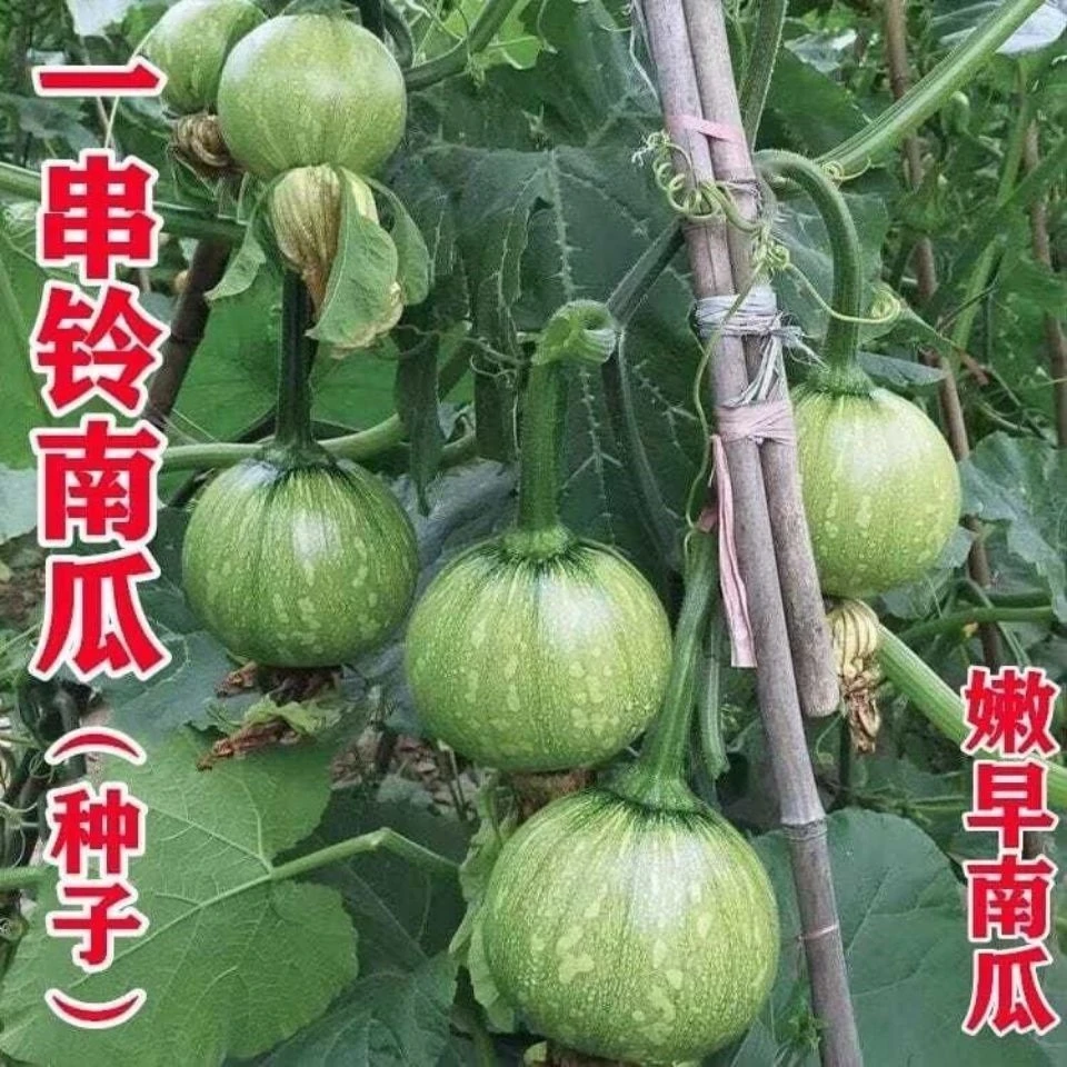早熟嫩南瓜种子一串铃小南瓜种籽花皮小青瓜春秋农家田园蔬菜种子