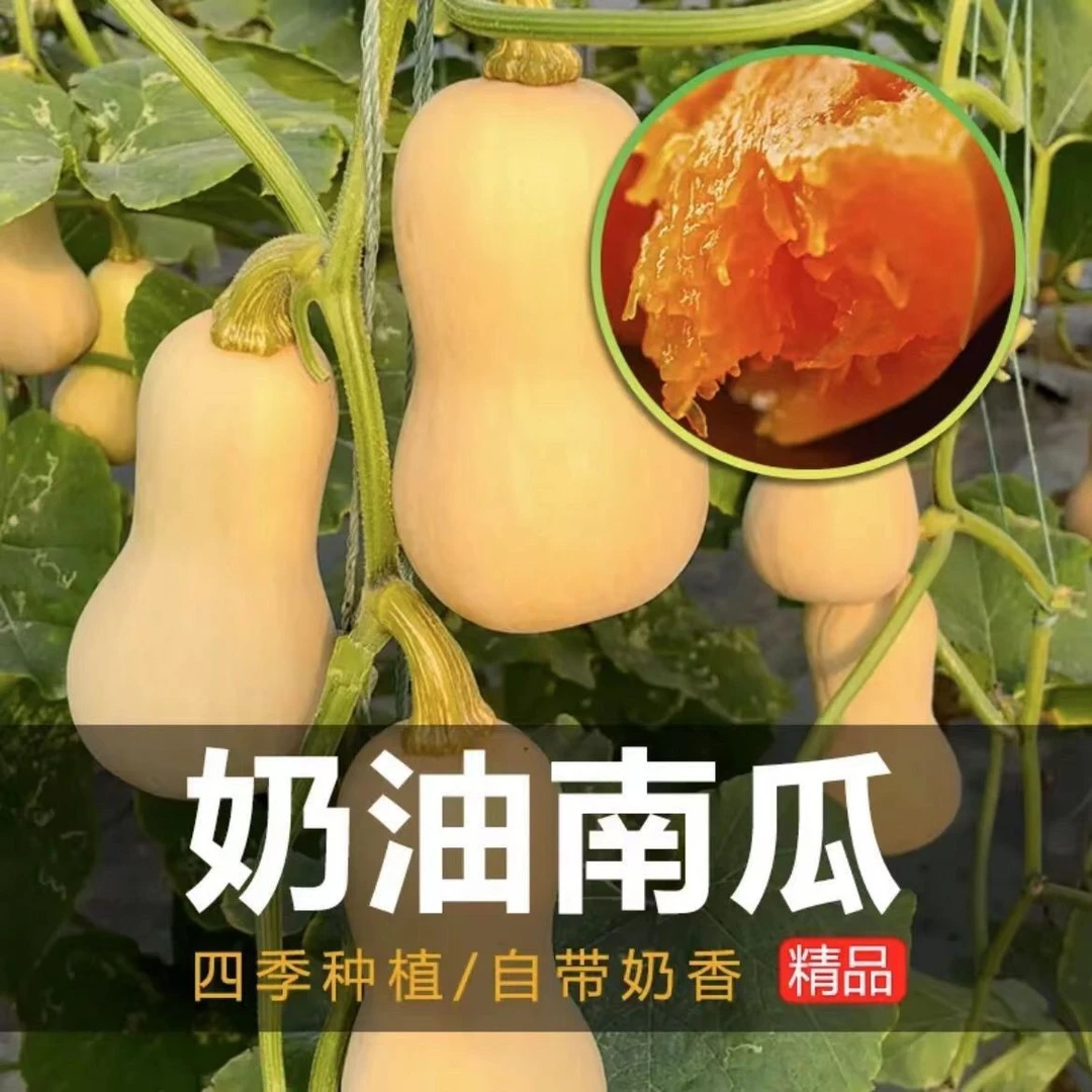 【正品奶油南瓜】籽春季秋季四季香芋蜜本甜糯红甜栗生长奶油南瓜籽