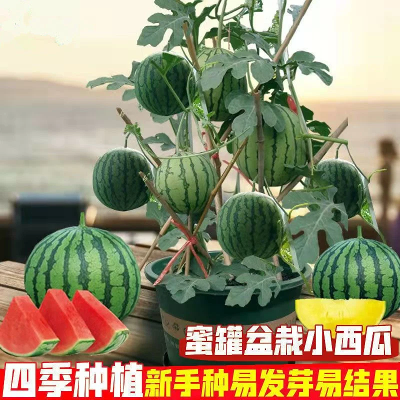 四季盆栽超甜蜜罐薄皮无籽小西瓜种子阳台庭院水果8424冰糖麒麟瓜