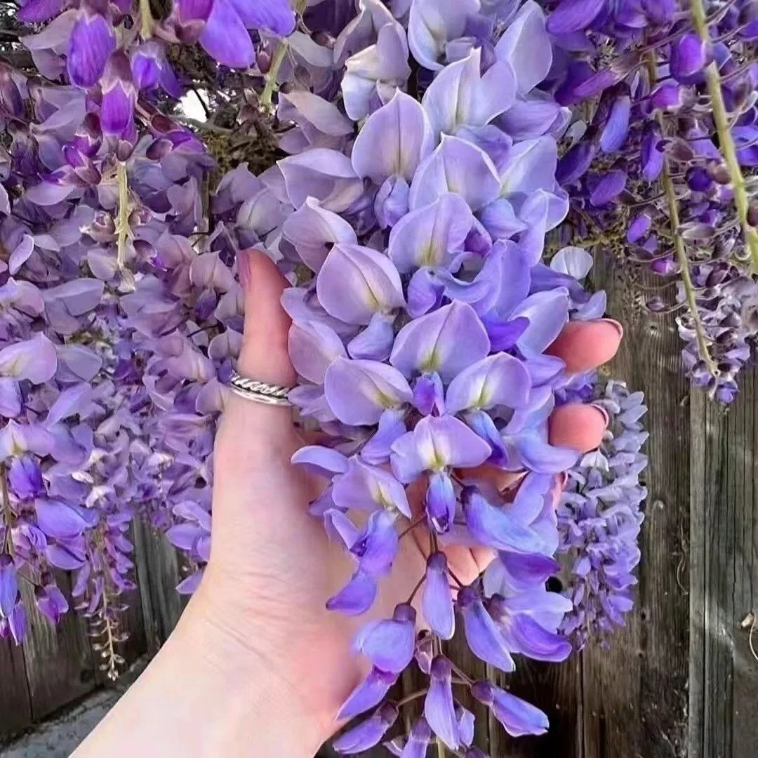 紫藤花紫藤树苗盆栽花卉紫藤萝花苗爬藤植物庭院四季攀爬老桩盆景