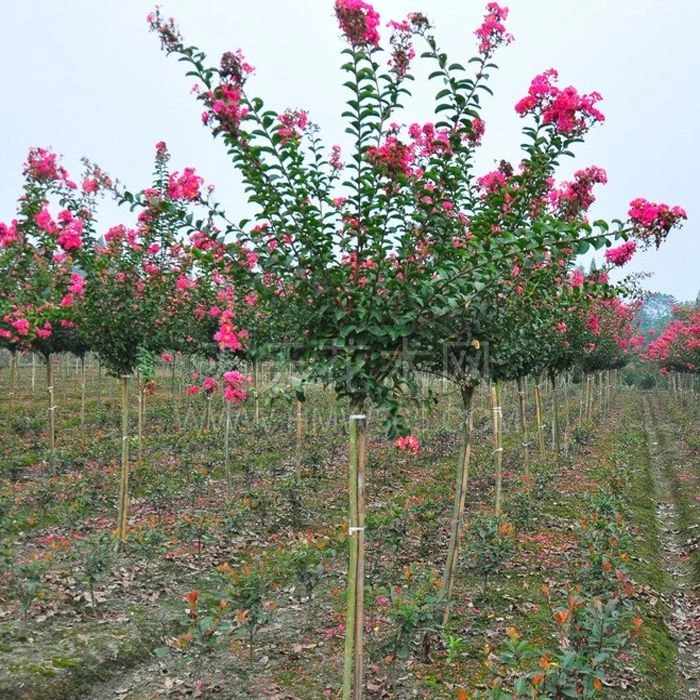 园林绿化苗木紫薇苗庭院植物花卉紫薇花树苗占地紫薇花苗百日红苗