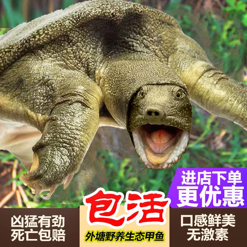 【直播间现称改价链接】外塘生态散养公甲鱼母甲鱼老鳖