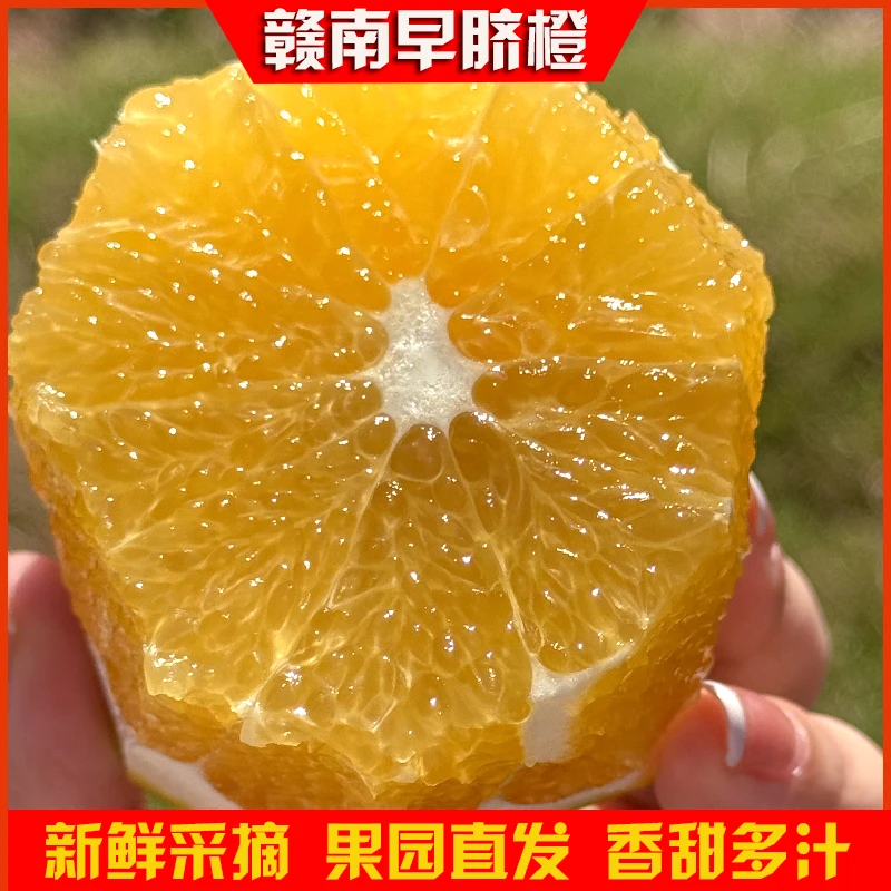 赣南早脐橙新鲜采摘果园直发应季水果中通快递包邮发货