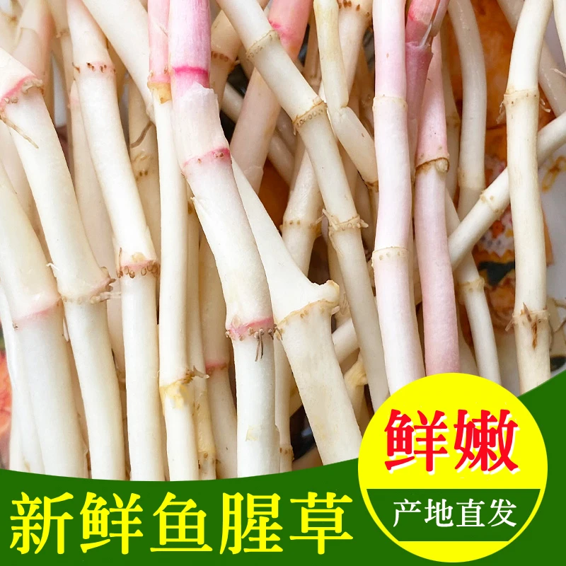 新鲜营养鲜嫩鱼腥草凉拌折耳根蔬菜当季上市鲜脆爽口美味精选产品