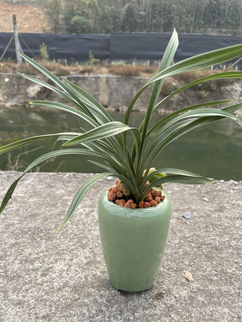 春兰荷瓣名品大团圆