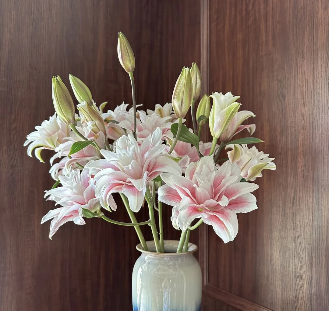 伊莎贝拉重瓣大朵多头百合5枝