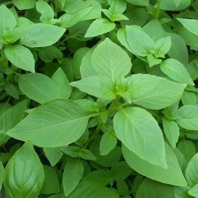 河南新鲜荆芥菜现摘现发大叶荆芥农家种植凉拌调味菜