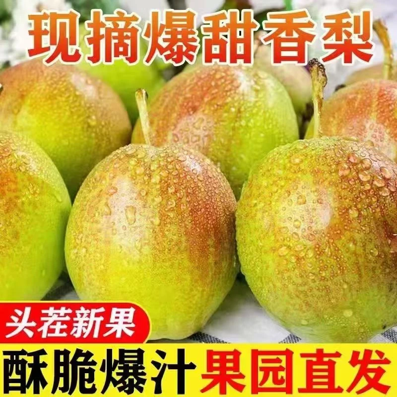 山西运城红香酥梨香甜皮薄脆甜多汁应季水果精品当季现摘