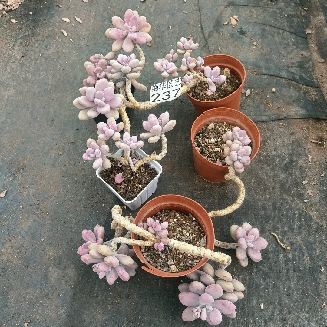 艳华桃蛋小群，3组（237以出售）