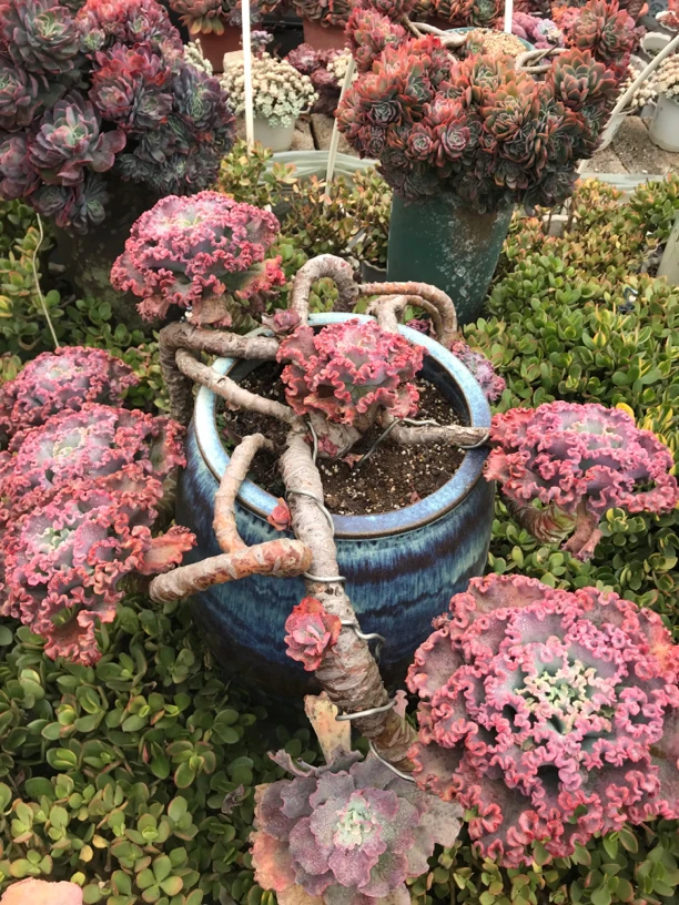 超大露天女王花笠木质老桩