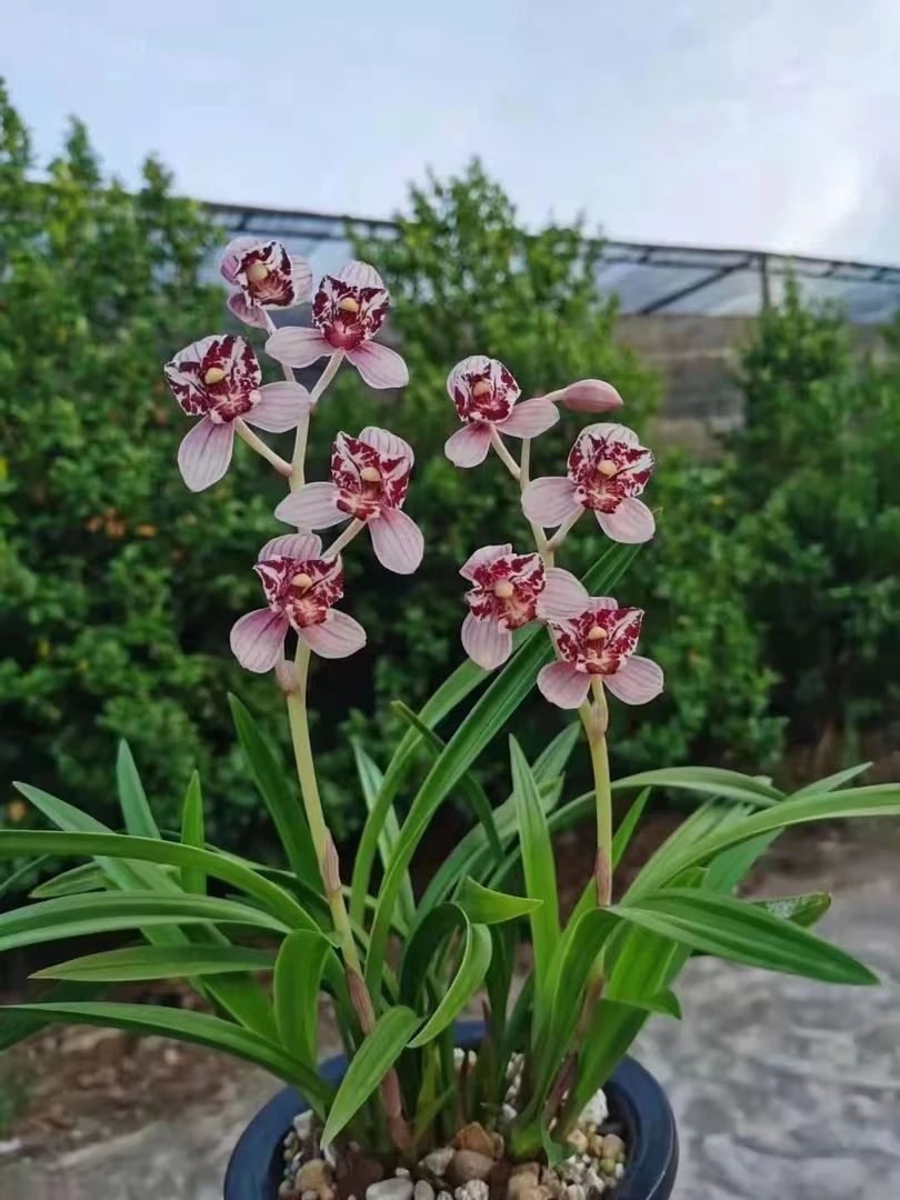 兰花一花一拍，直播下单建兰带花苞