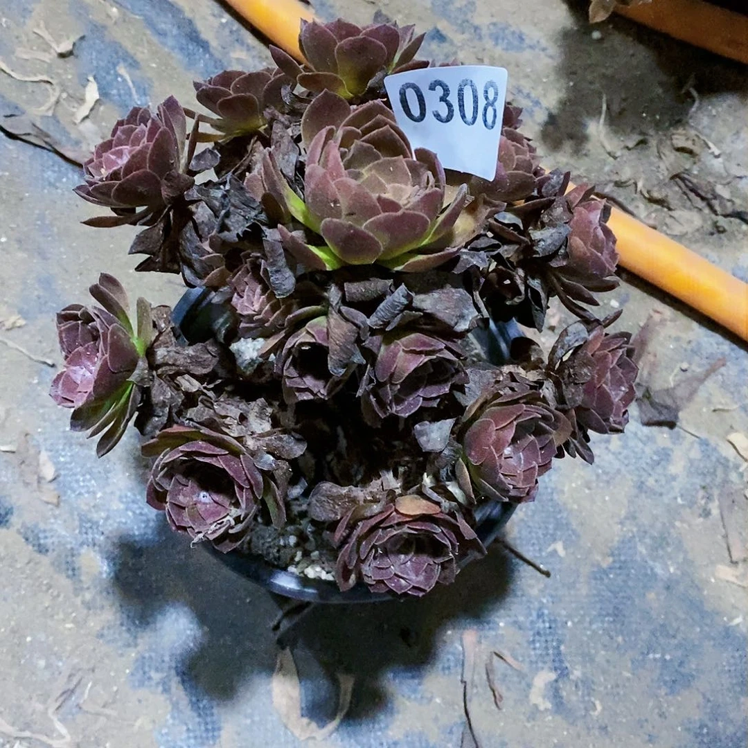 赤艳莲308多肉植物