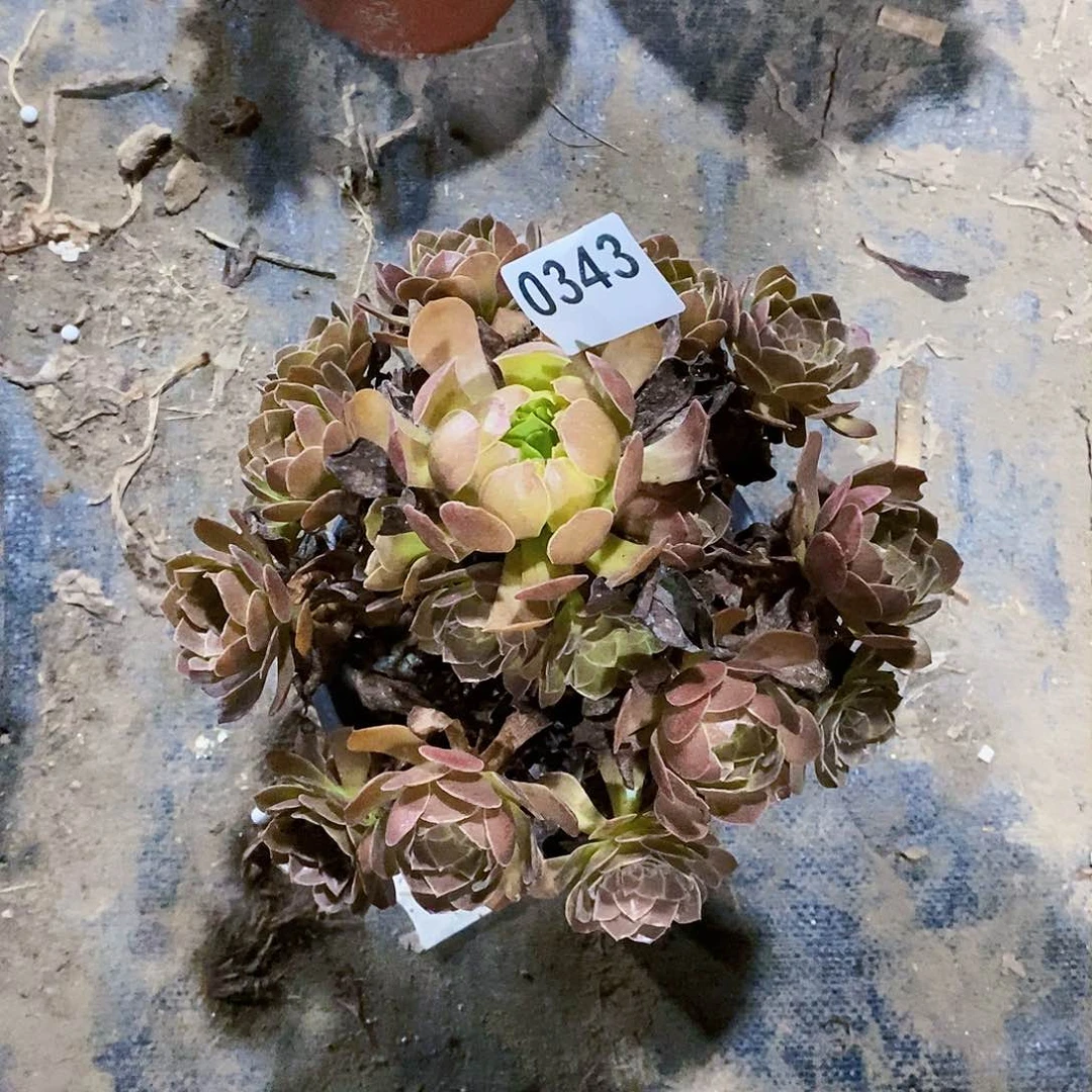红魔343多肉植物