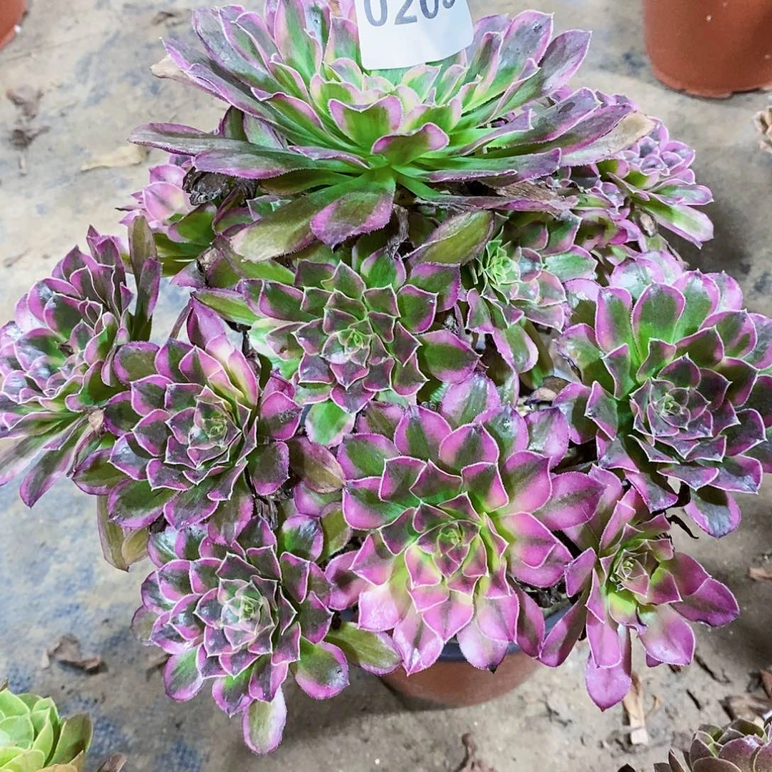 天禾203多肉植物