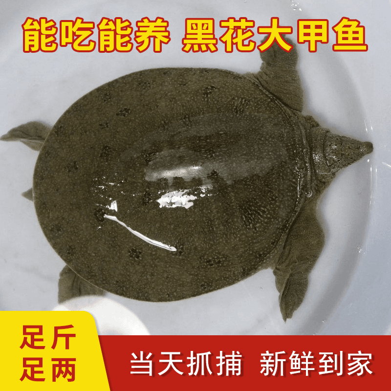 1.5斤-1.8斤情侣款一公一母甲鱼新鲜生长放养包赔鲜活包活甲鱼苗