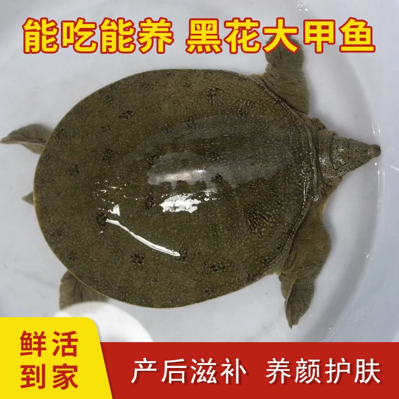 3.4斤-3.6斤一只装中华新鲜活甲鱼生长外塘包赔中华甲鱼包活生鲜