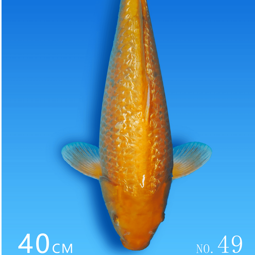 清泉锦鲤自家产 土塘寄养活动 银鳞介子 49号