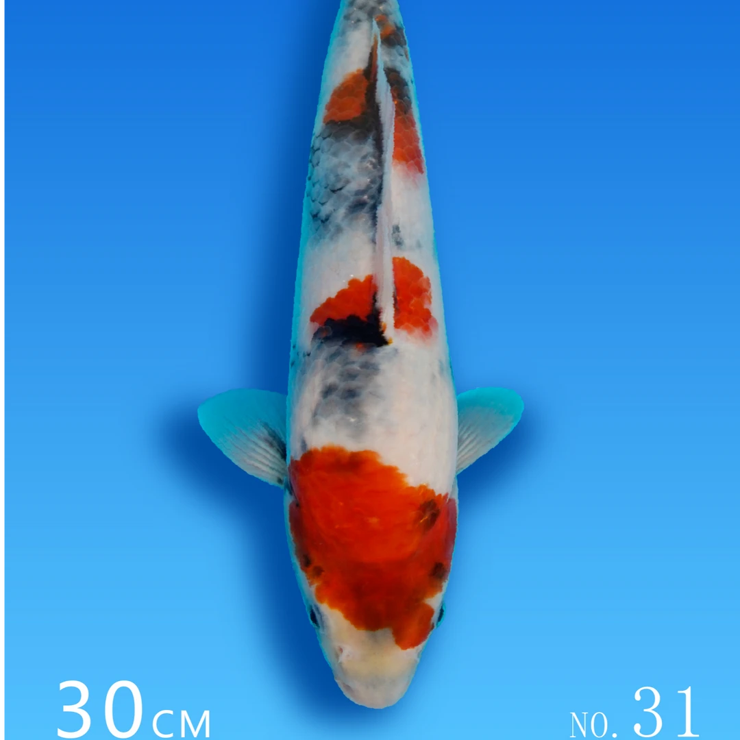 清泉锦鲤自家产 土塘寄养活动 昭和 31号