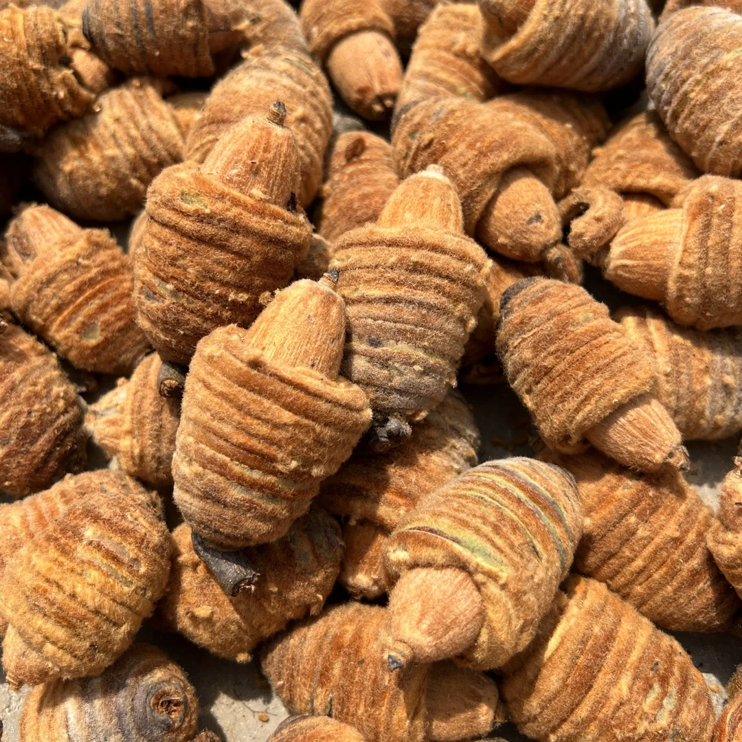 广西十万山野货 毛栗 茎毛果 苟边果500克天然纯正营养无添加生态