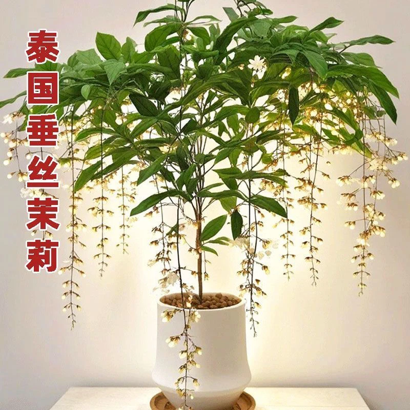 【独杆垂丝茉莉】泰国进口老庄带花室内盆栽开花植物