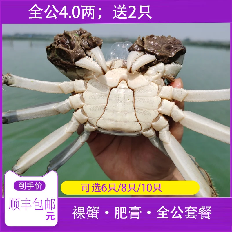【精品】全公蟹4.0两苏州精挑大闸蟹湖蟹6只