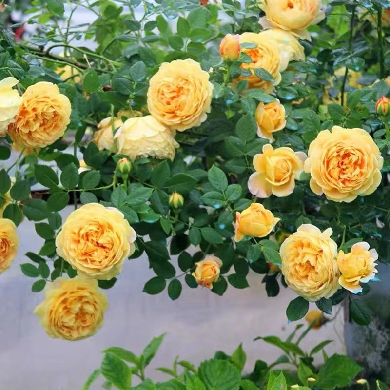 黄金庆典藤本月季大花浓香多季节开花庭院盆栽室外阳台种植花卉苗