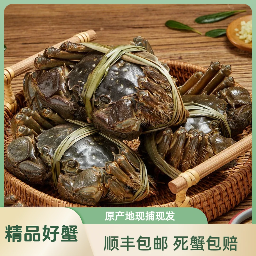 【母蟹现发】1.6-1.3两 8送2到手10只 精品高邮湖大闸蟹鲜活包邮