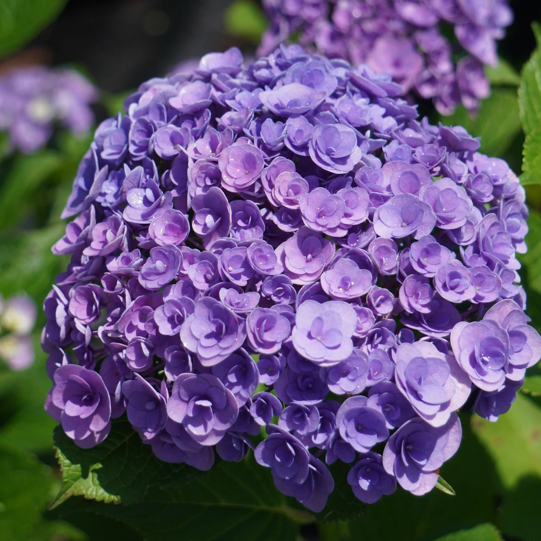 大花绣球大苗 直播特惠妖精之吻包对版耐寒阳台盆栽庭院