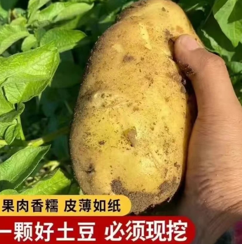东北新土豆甜面起沙5斤包邮