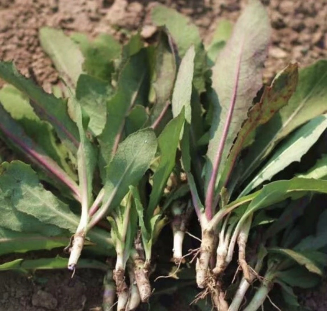 顺丰包邮东北野生曲麻菜新鲜采摘