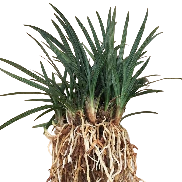 矮麦冬草玉龙草庭院绿化四季常青耐寒植物好打理免修剪多年生地被