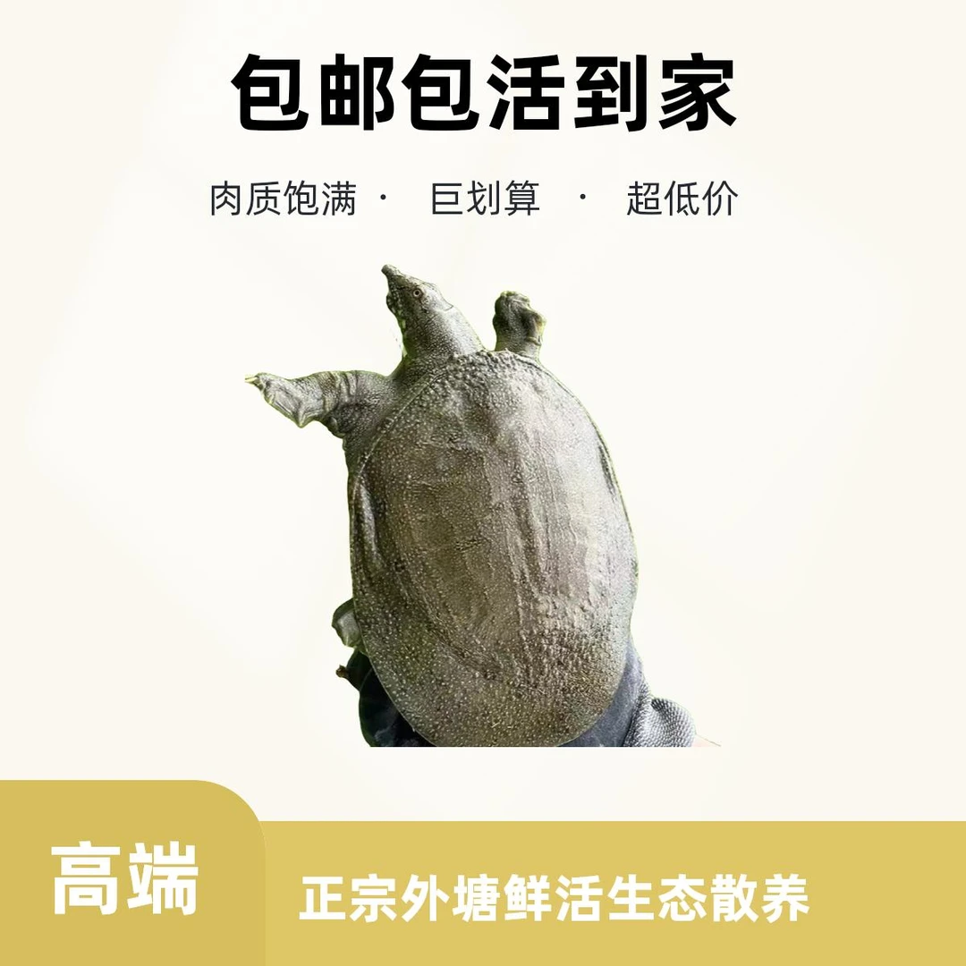 汉寿甲鱼之乡鲜活甲鱼专属链接5（拍前跟客服确认下单）