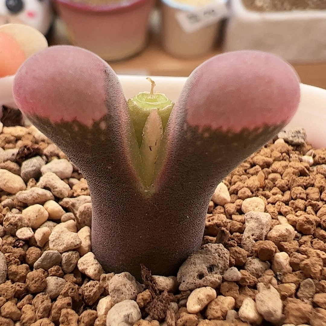 优选红风铃75号特价一颗