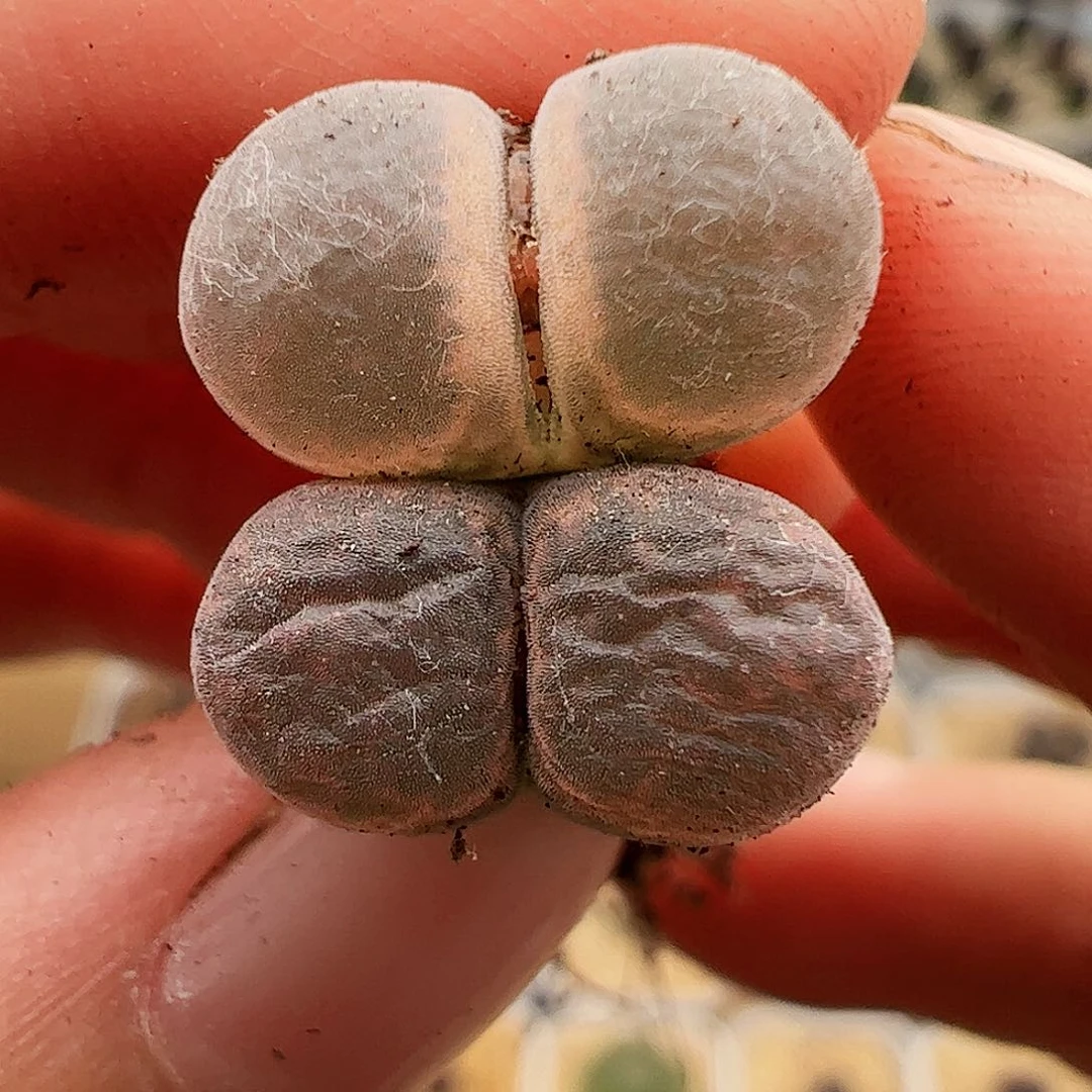 545号肉锥帕法德福利特价肉锥