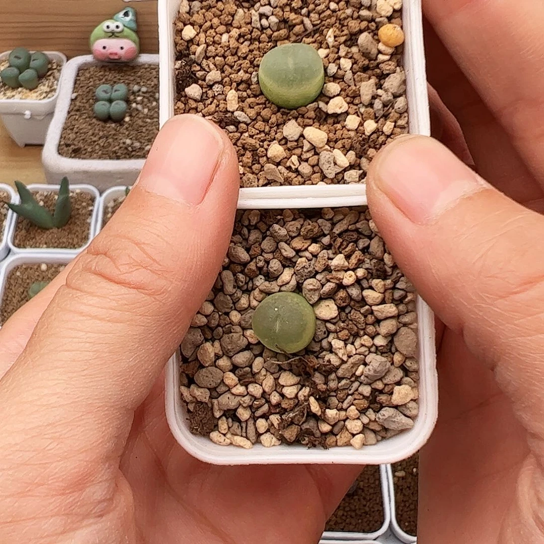 点赞福利19号肉锥。    拉登。