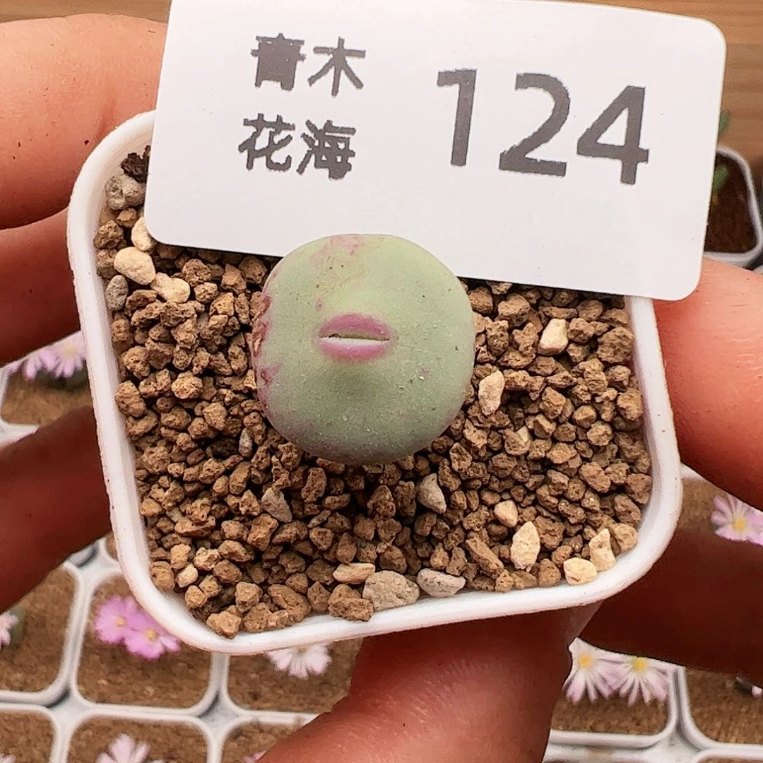 Dows嘴干疤福利124.