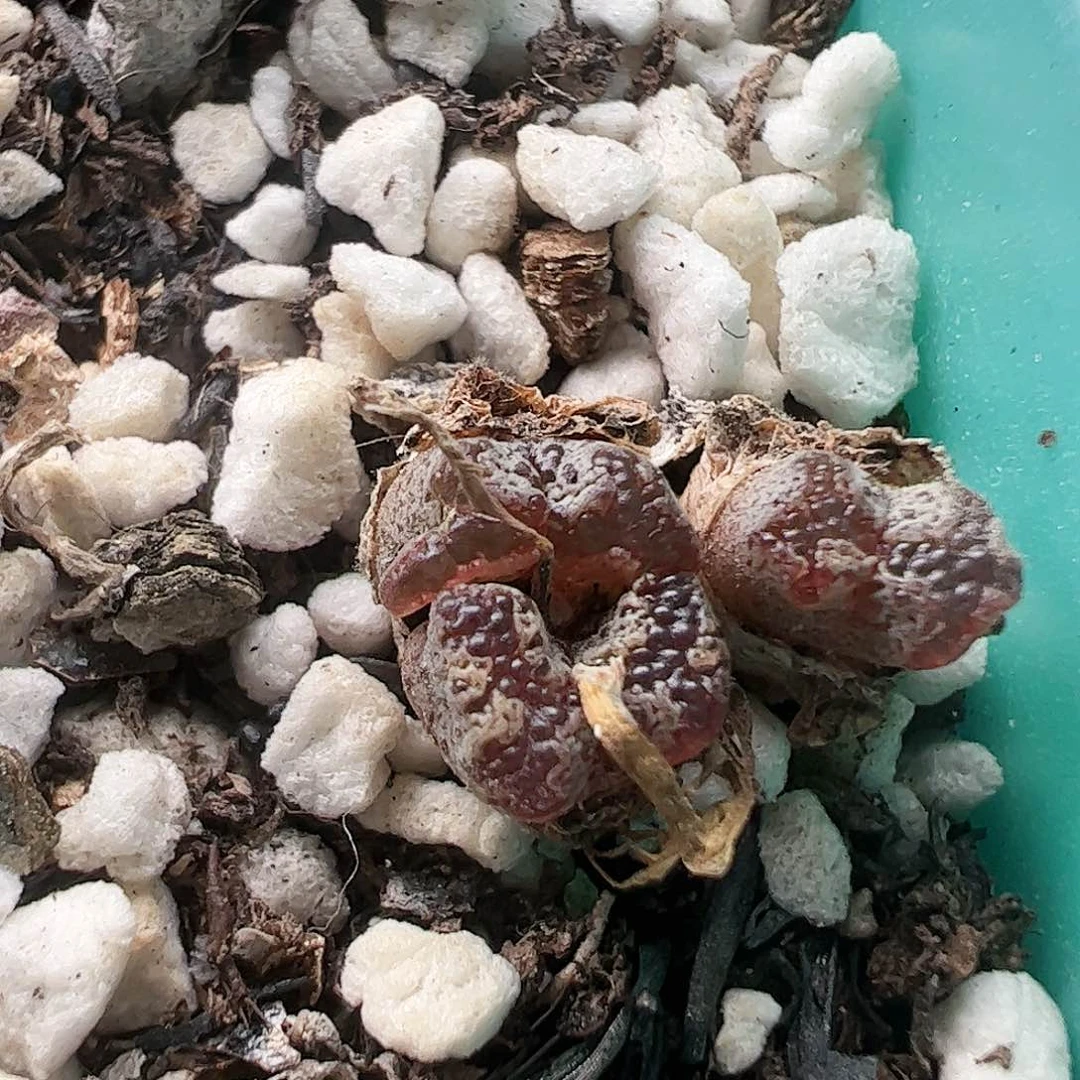 蝴蝶勋章整盒打包价