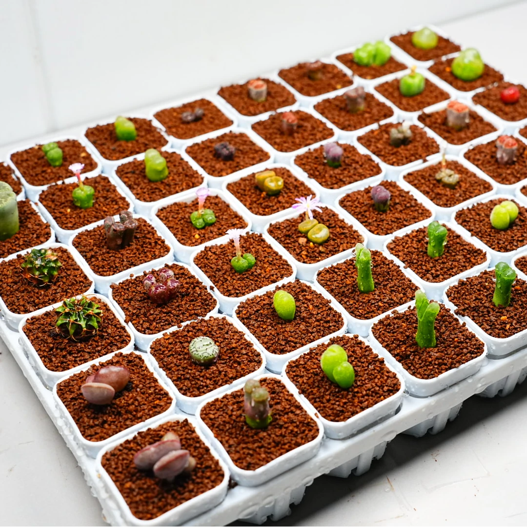 5-9.99 Z B 专属链接，多肉植物，阳台绿植园艺基地超值