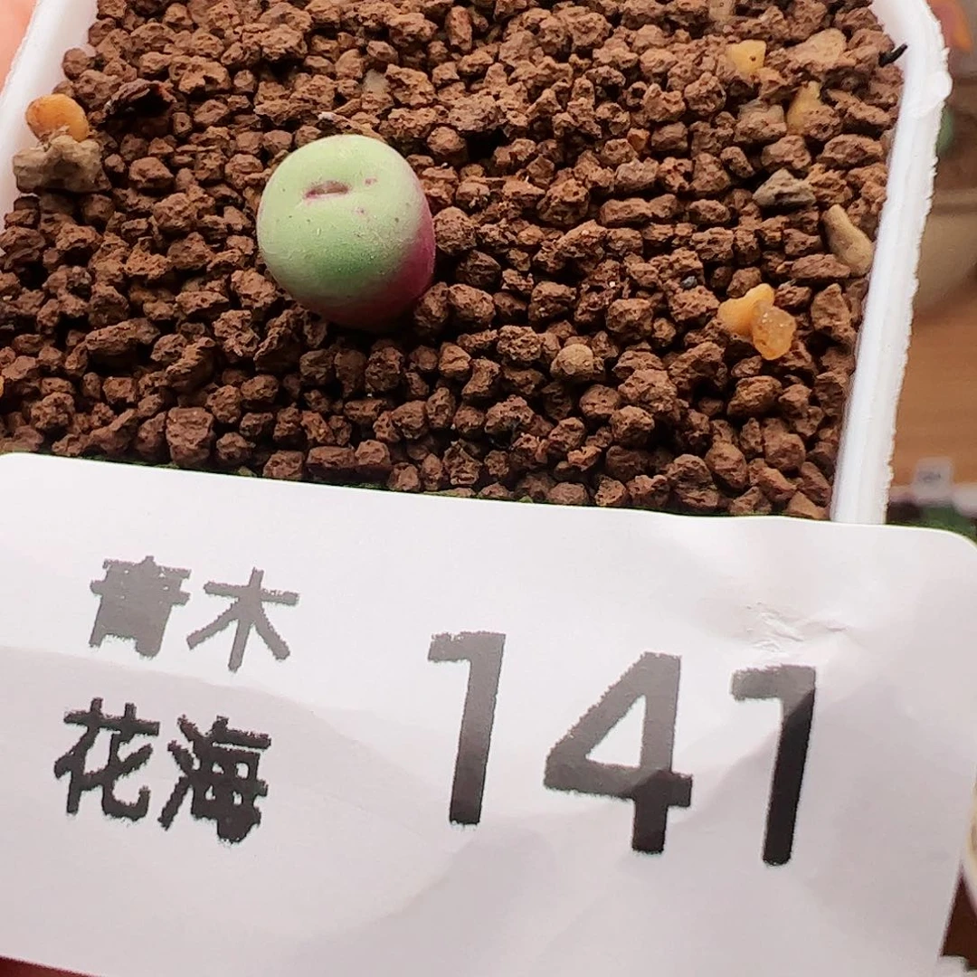 多肉植物福利141