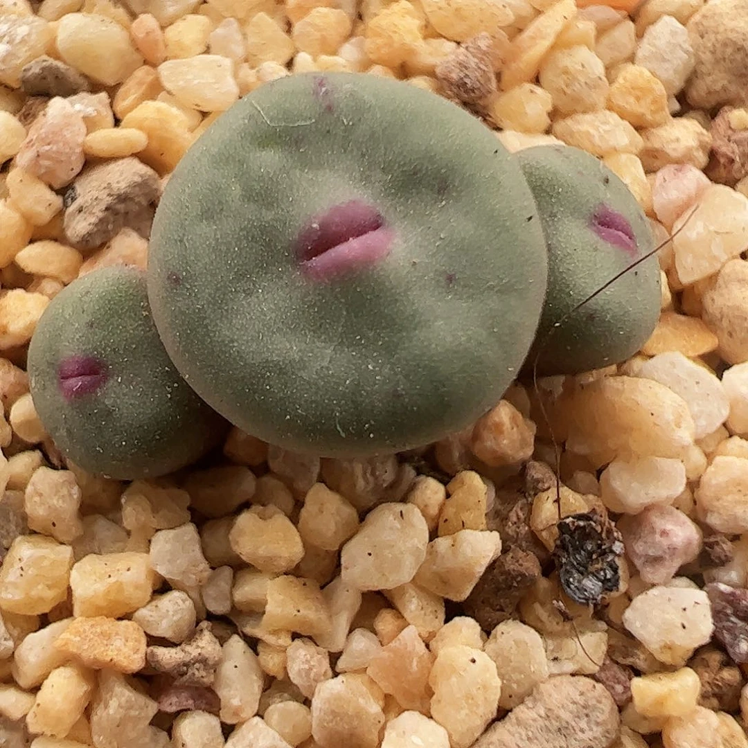 群生玻尿酸嘴福利特价352号肉锥