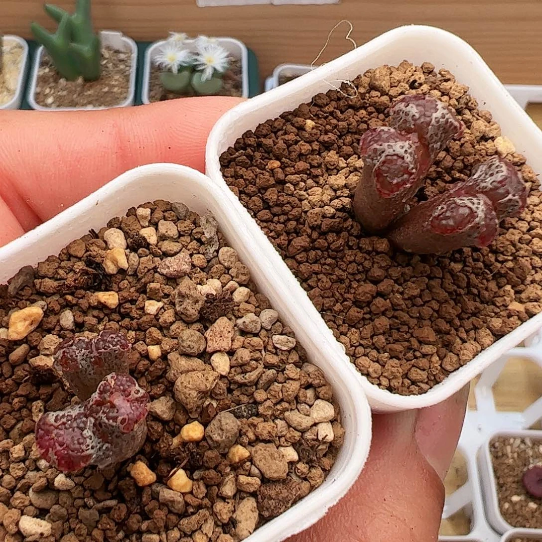 下播福利135号肉锥特价