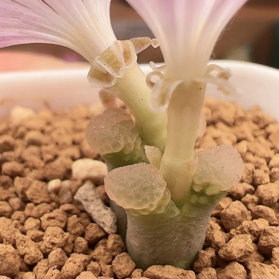 樱花风铃233号。